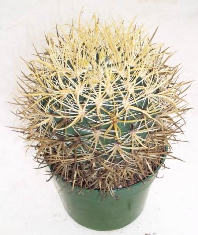 ferocactus_chrisacanthus_1